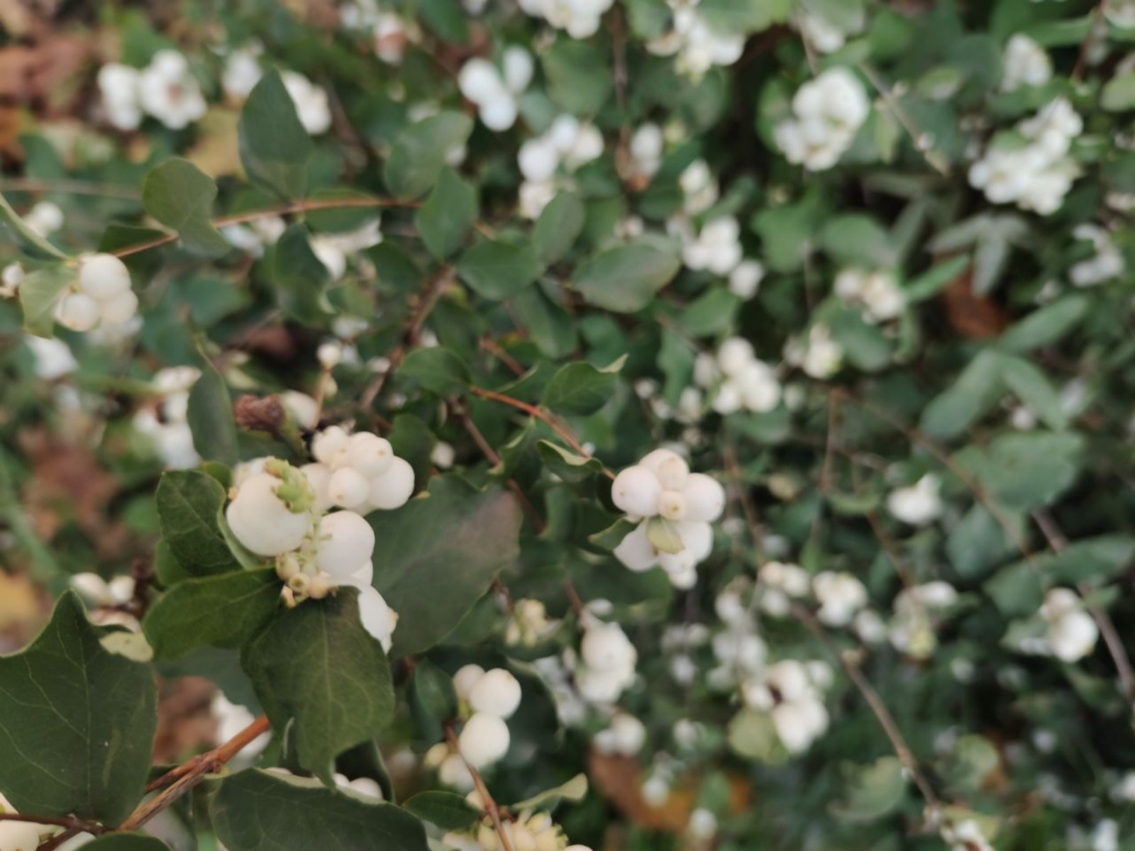 Дарьи Святохиной.