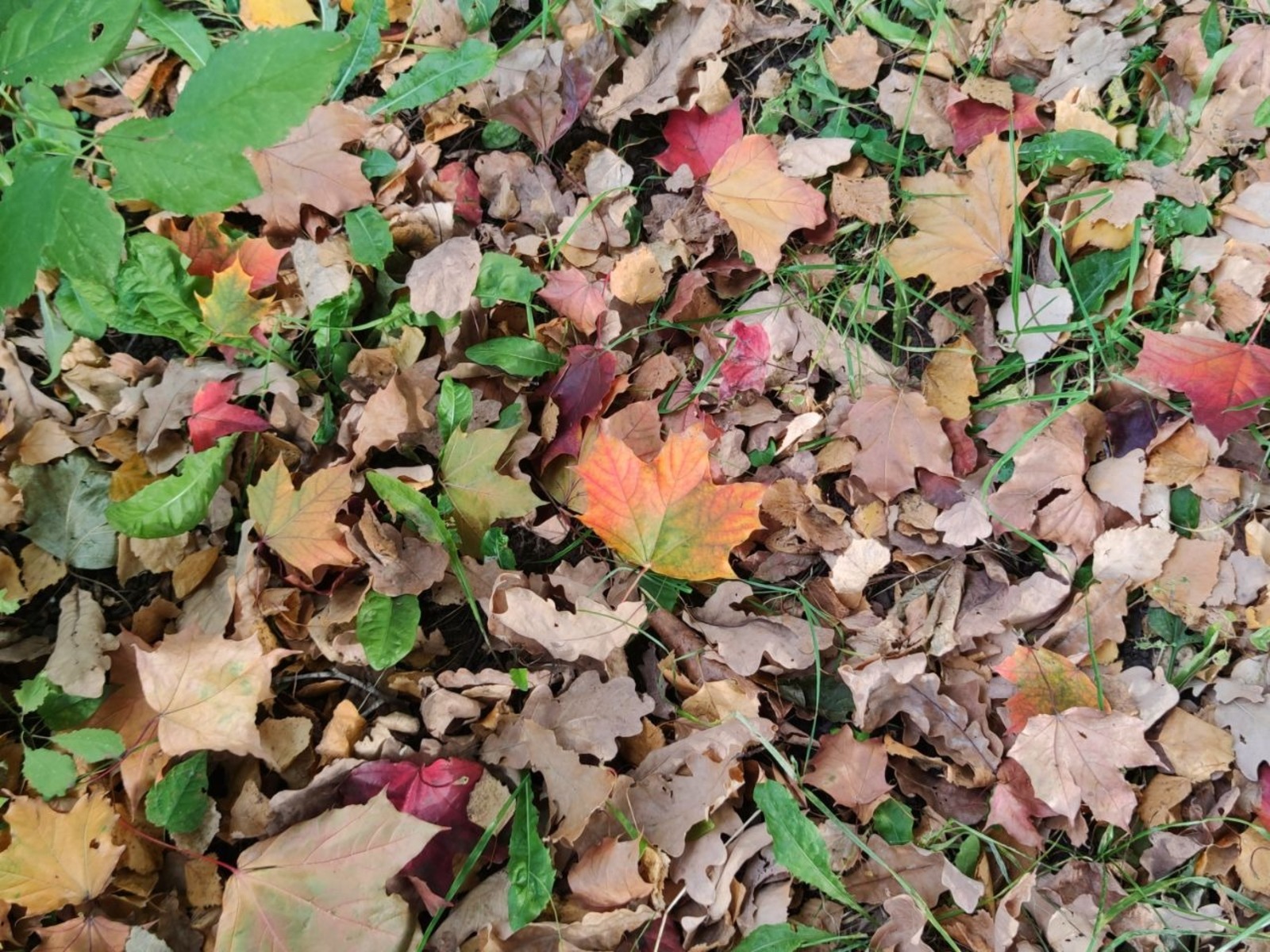 Дарьи Святохиной. "Общественная электронная газета".