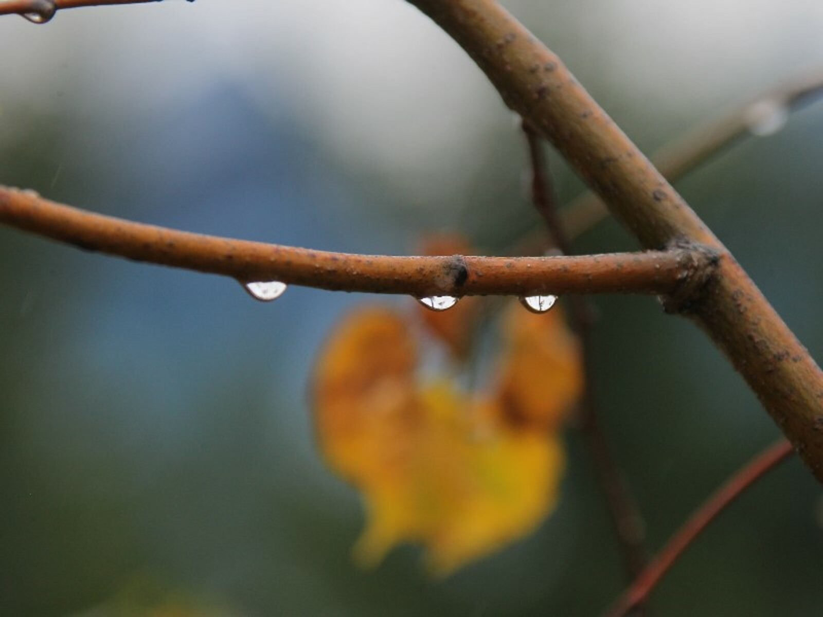 Фото Олега Яровикова.