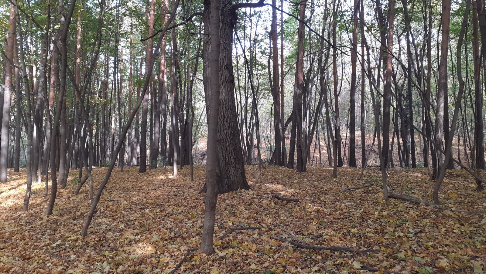 Владимира Шакиева. "Общественная электронная газета".