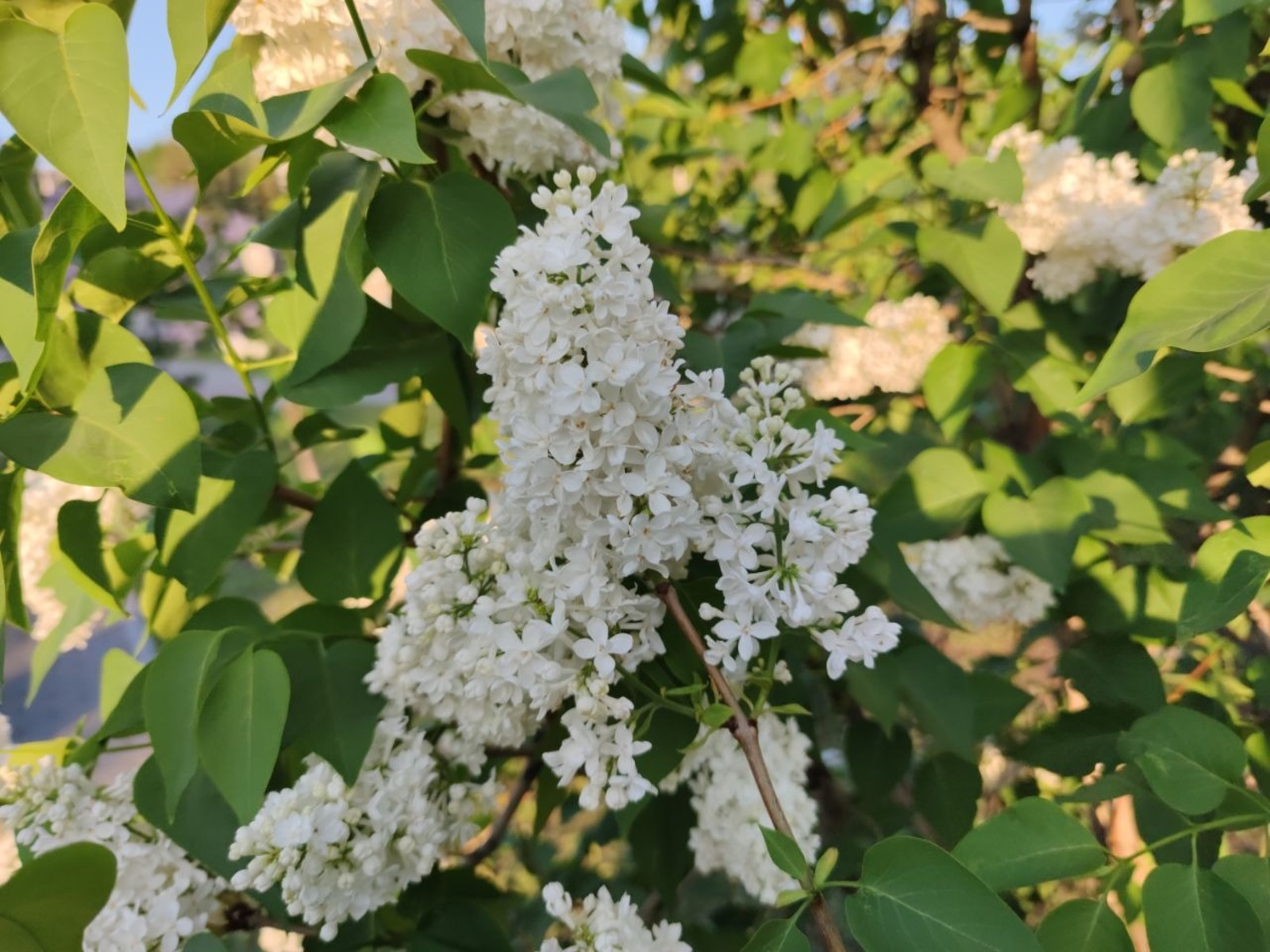 Дарьи Святохиной.