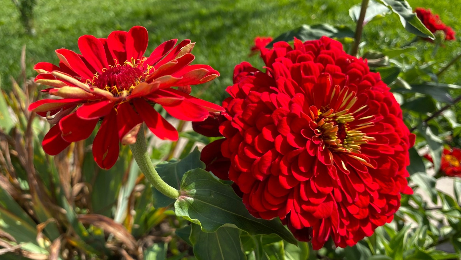 Елены Колоколовой.