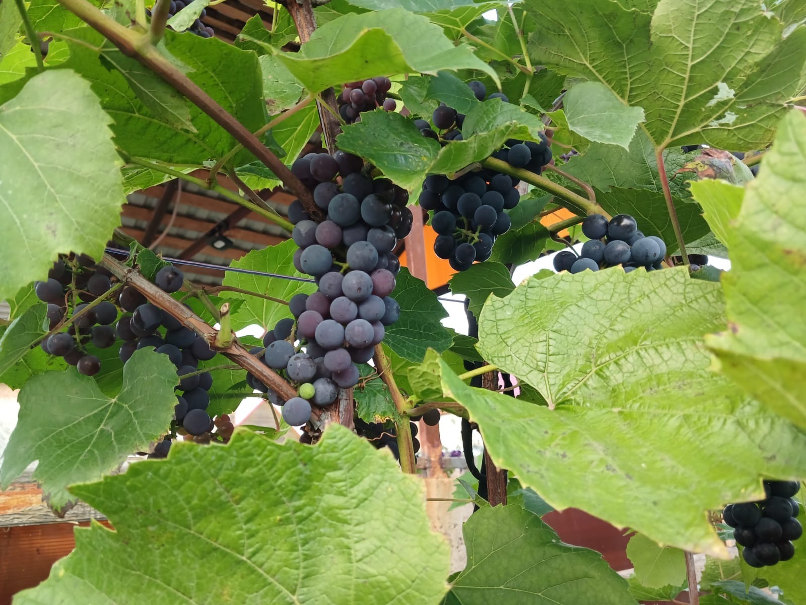 Васили Саитовой.