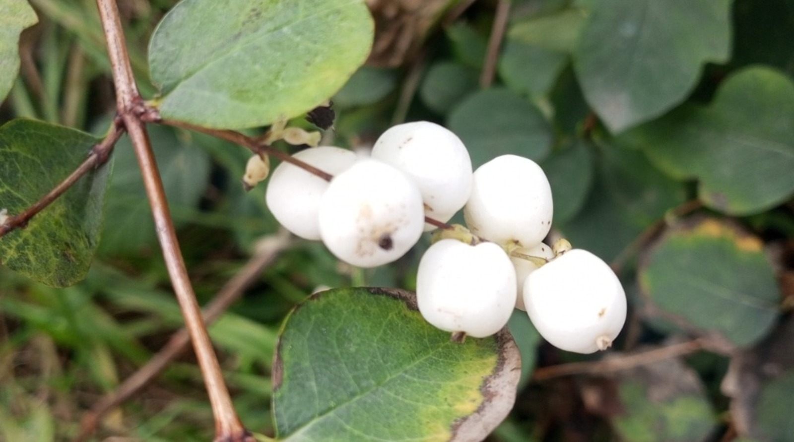 Евгении Сюткиной. "Общественная электронная газета".