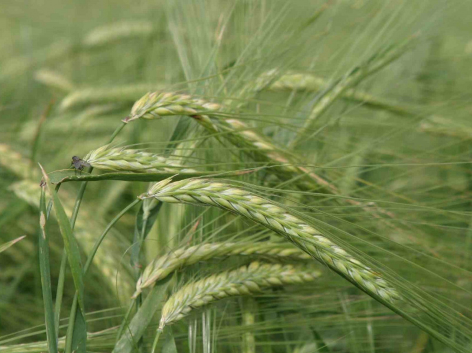 Фото Олега Яровикова.