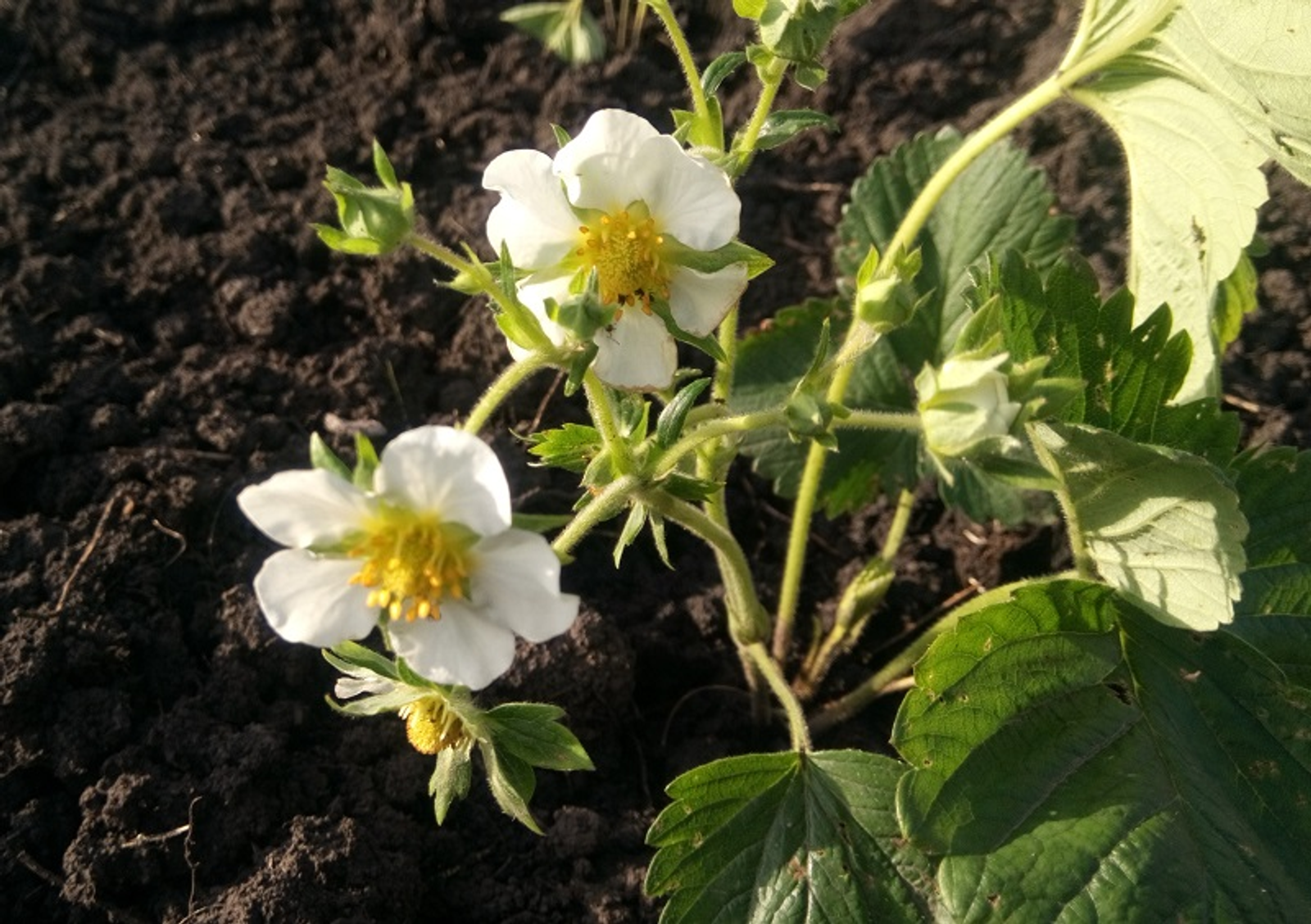 Фото Васили Саитовой.