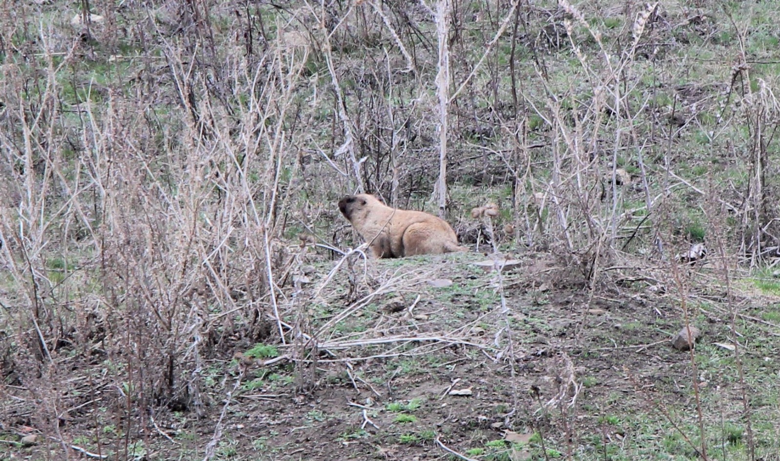 Евгении Сюткиной. «Общественная электронная газета».