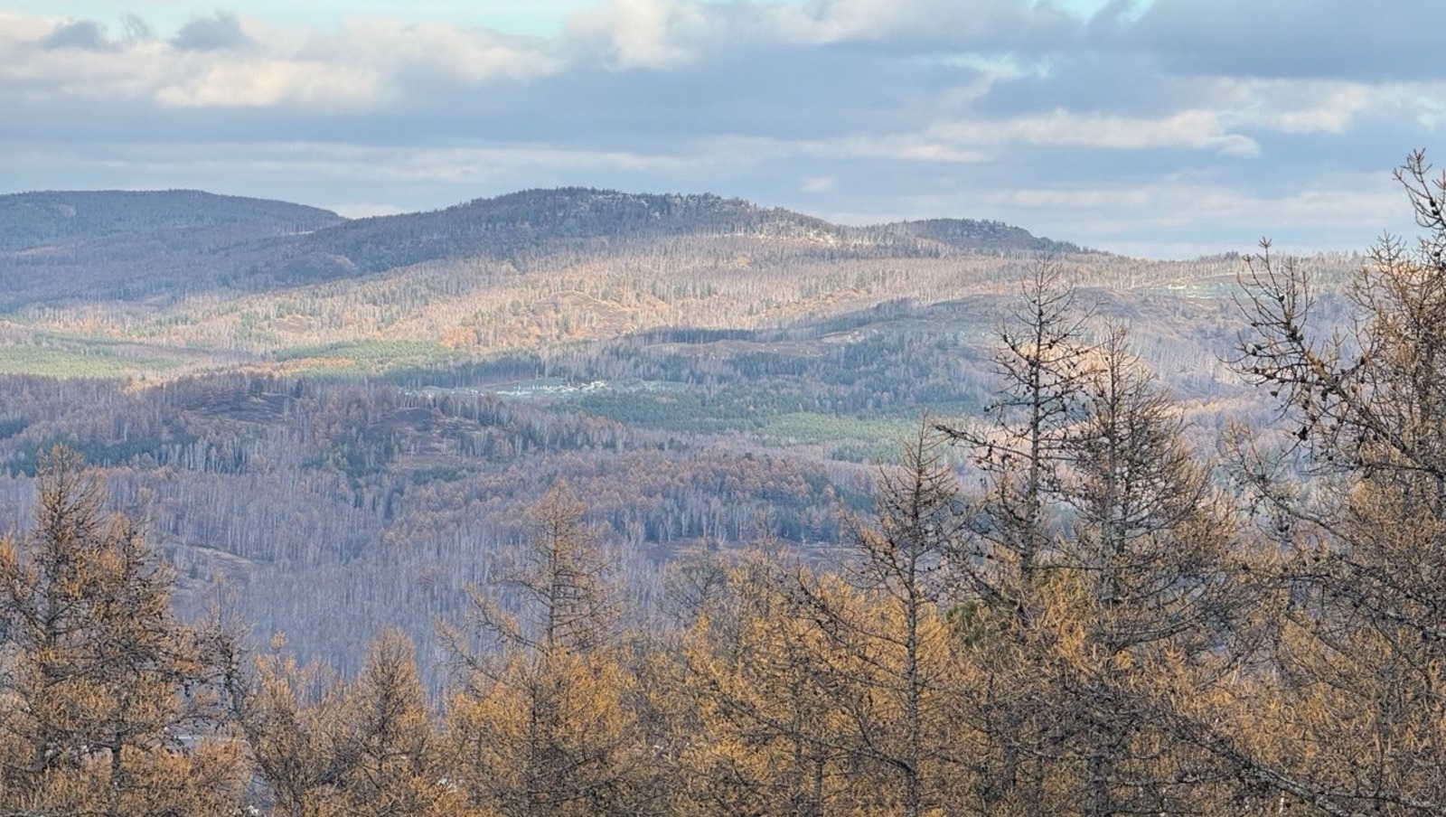Елены Колоколовой.