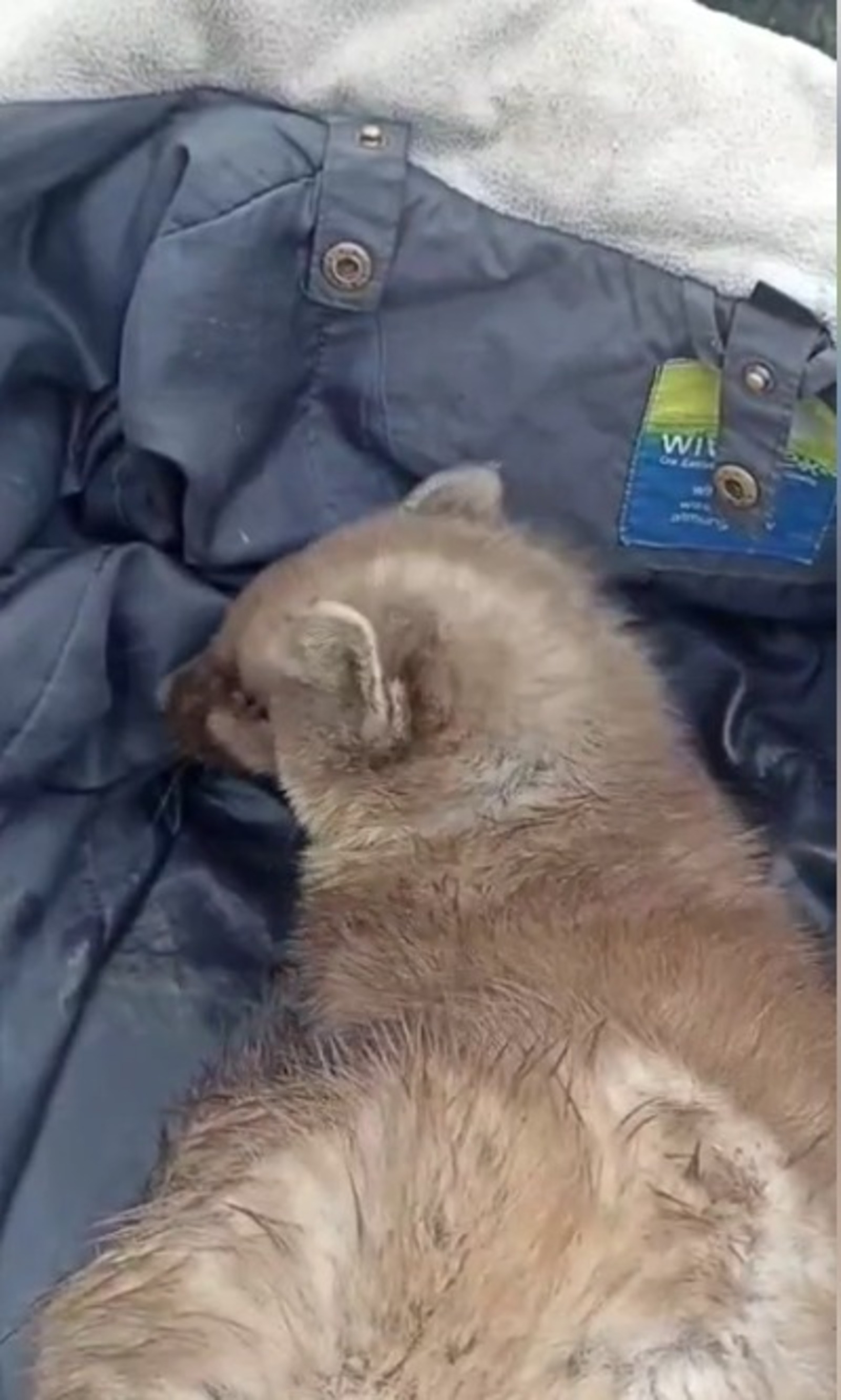 Telegram, официальный канал центра «Пин и Пуф», скриншот видео. Telegram, официальный канал центра «Пин и Пуф», скриншот видео.