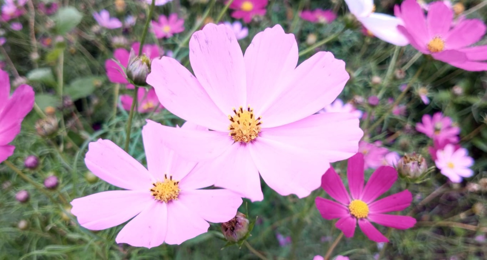 Евгении Сюткиной.