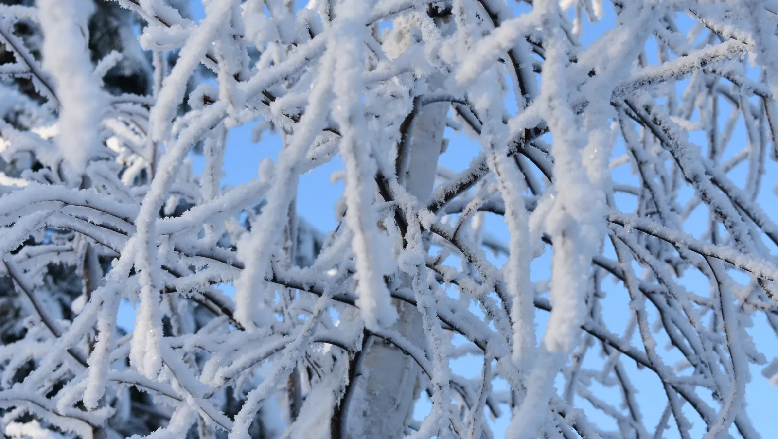 Елены Колоколовой.