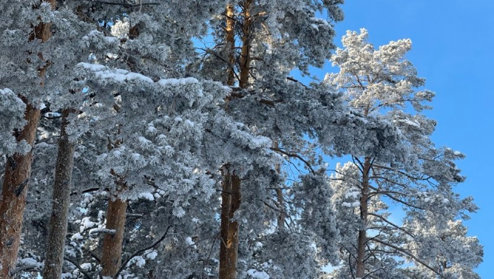 Елены Колоколовой. «Общественная электронная газета».