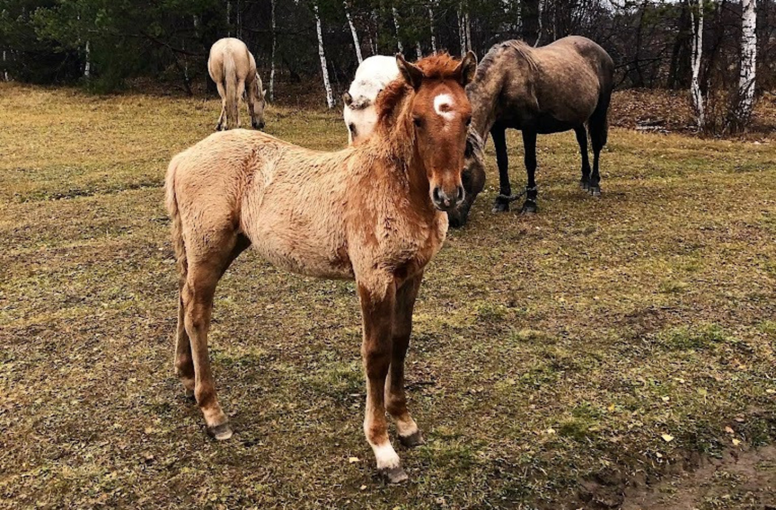 Елены Колоколовой.