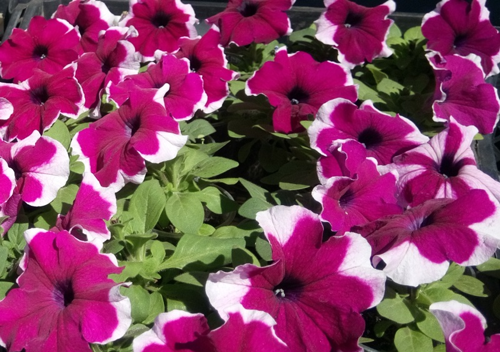 Фото Васили Саитовой.