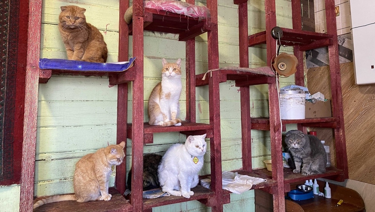 Елены Колоколовой.