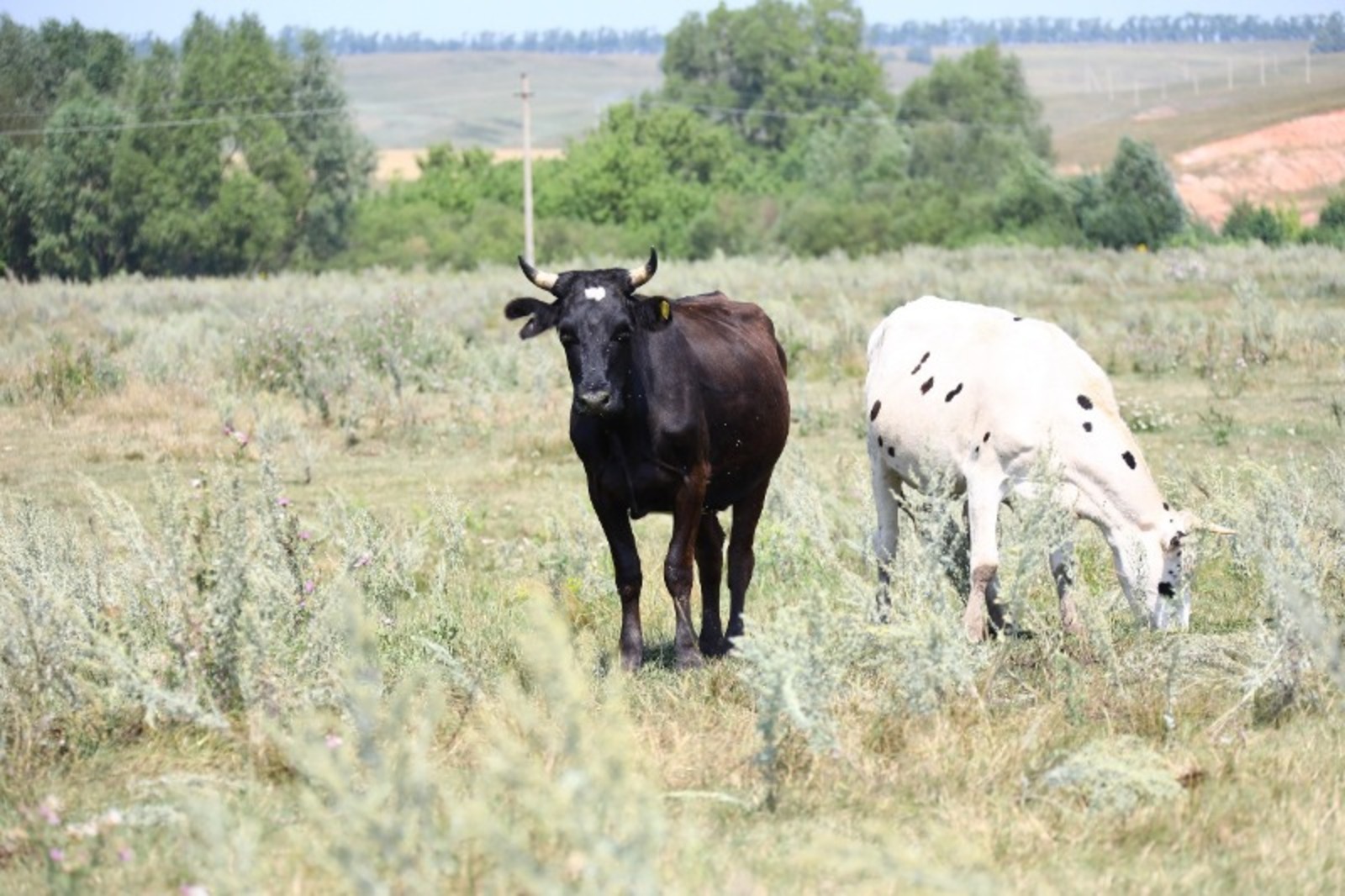 ИА «Башинформ».