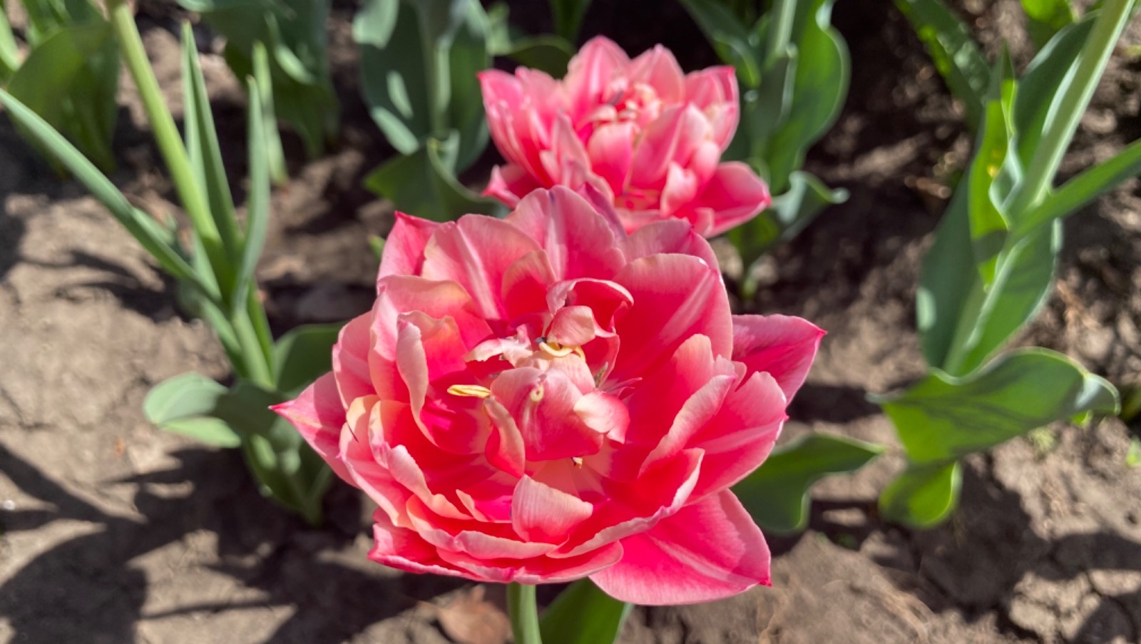 Елены Колоколовой.