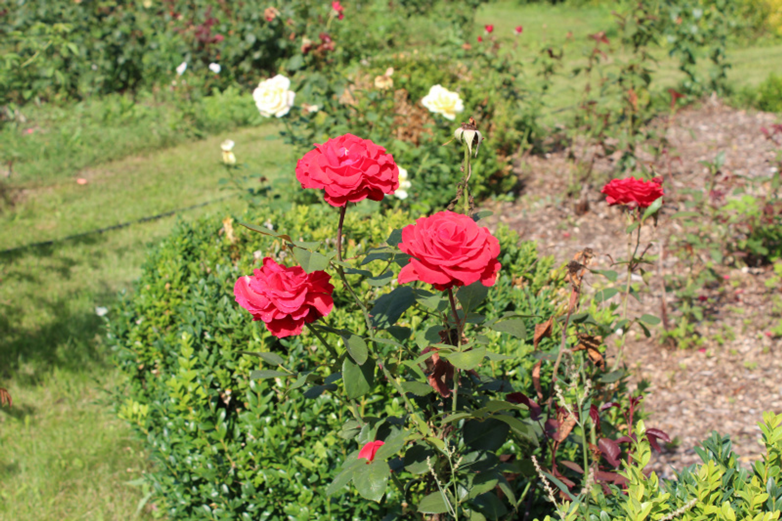 Фото автора.