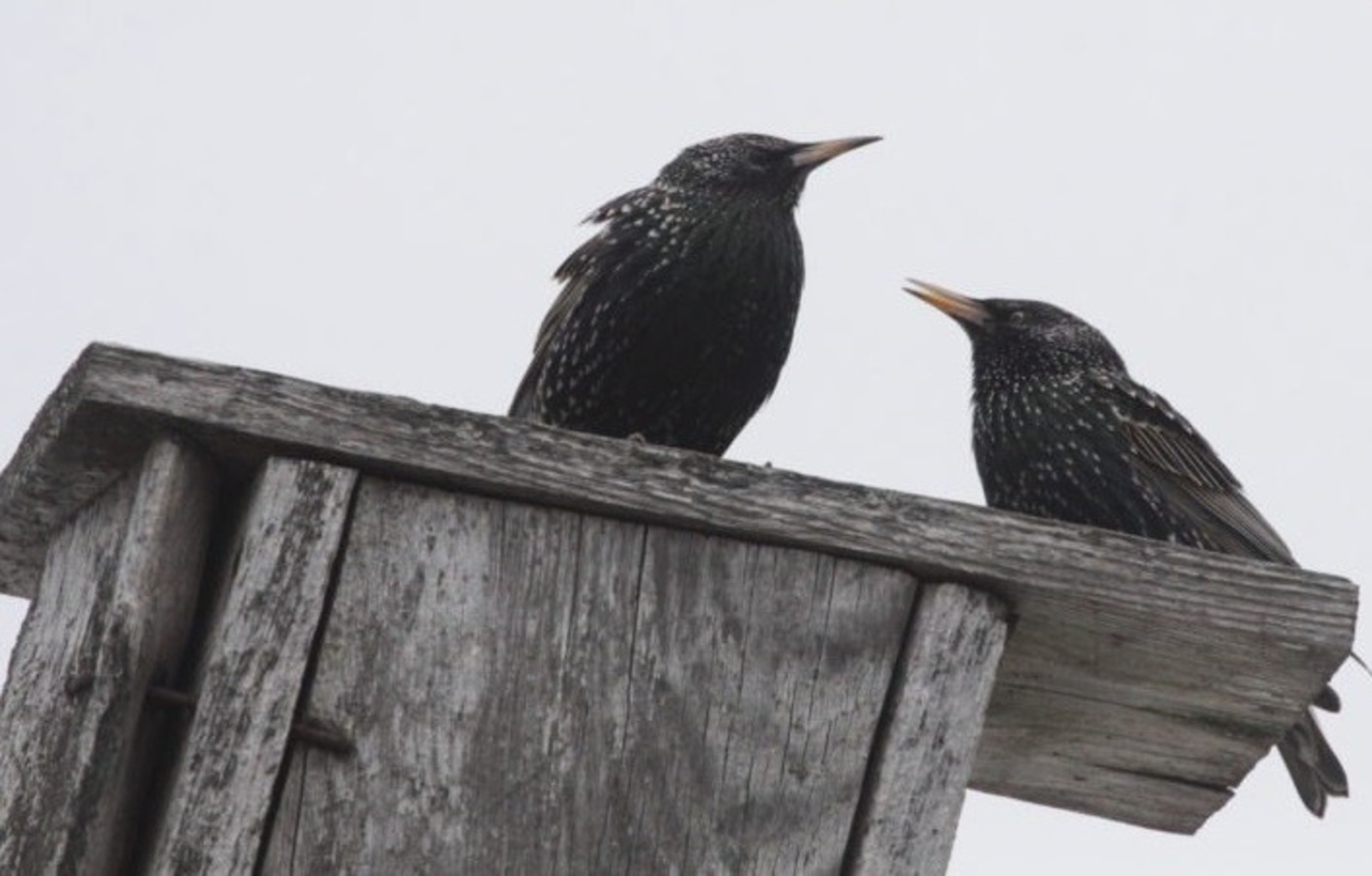 Полины Полежанкиной. предоставлено.