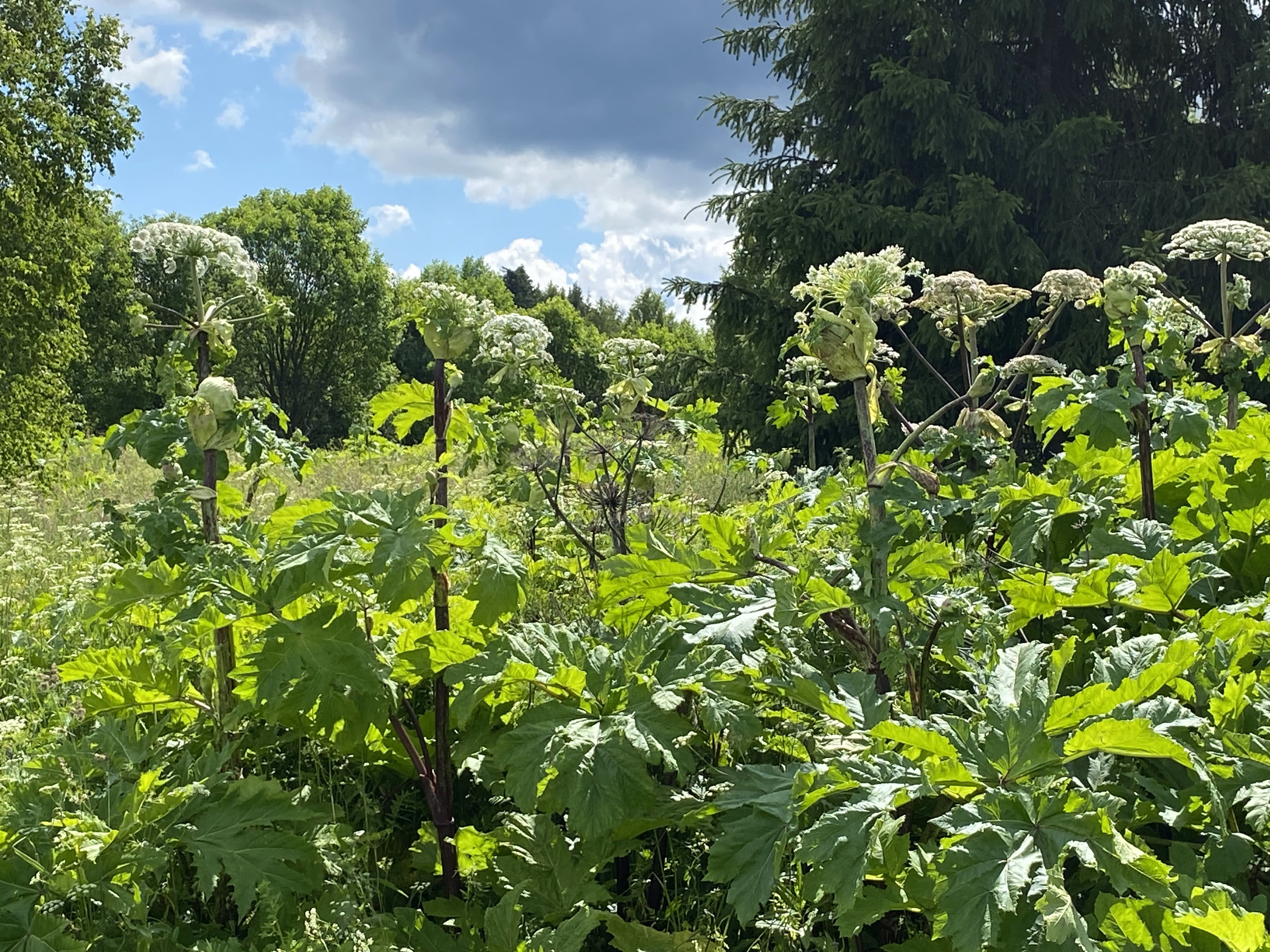 Елены Колоколовой.