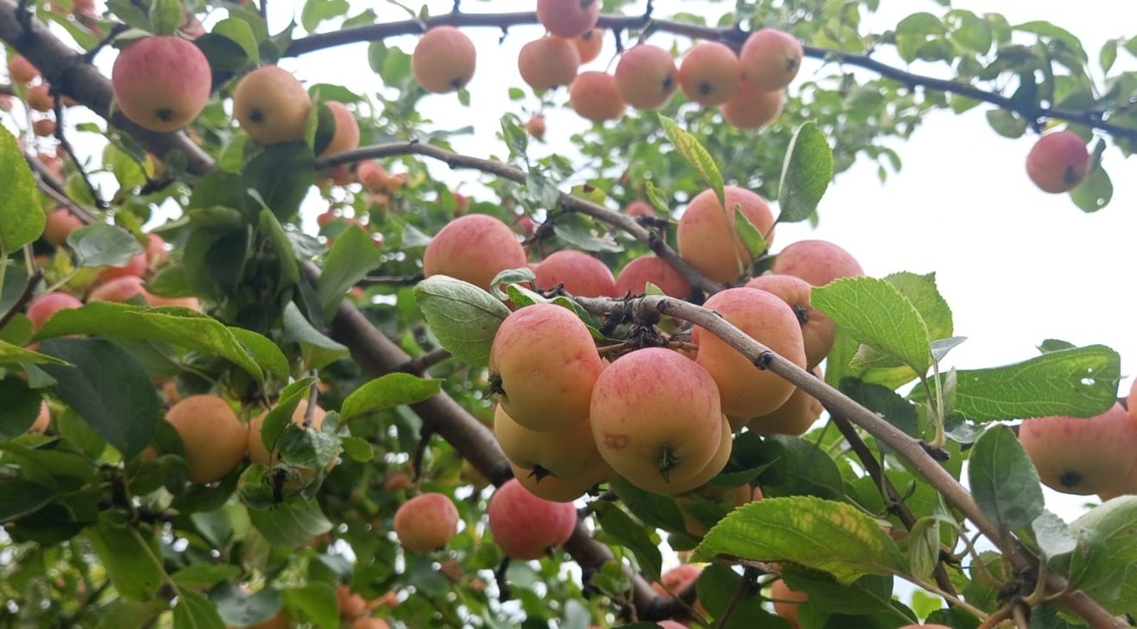 Евгении Сюткиной.