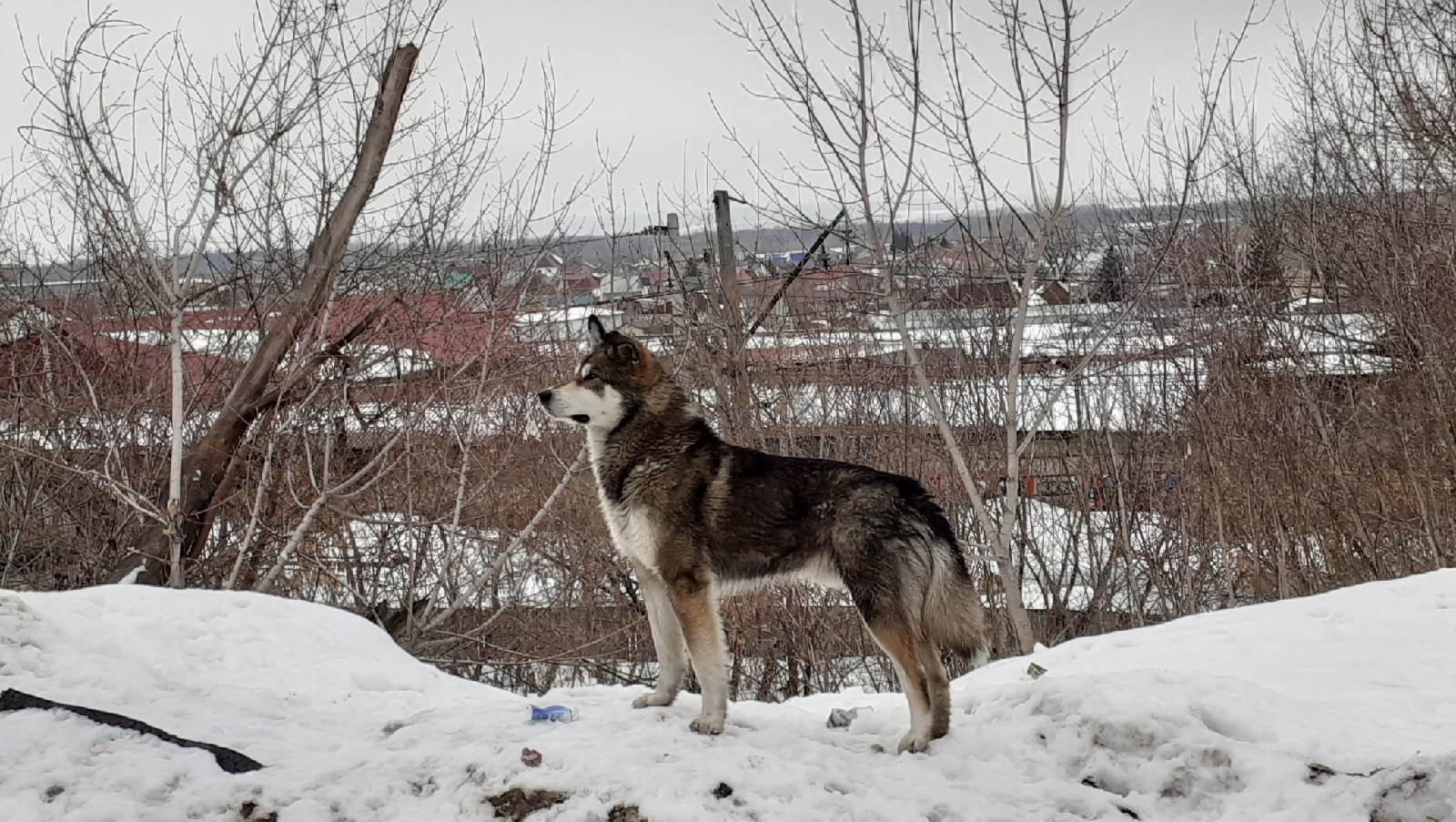 Владимира Шакиева.  «Общественная электронная газета».