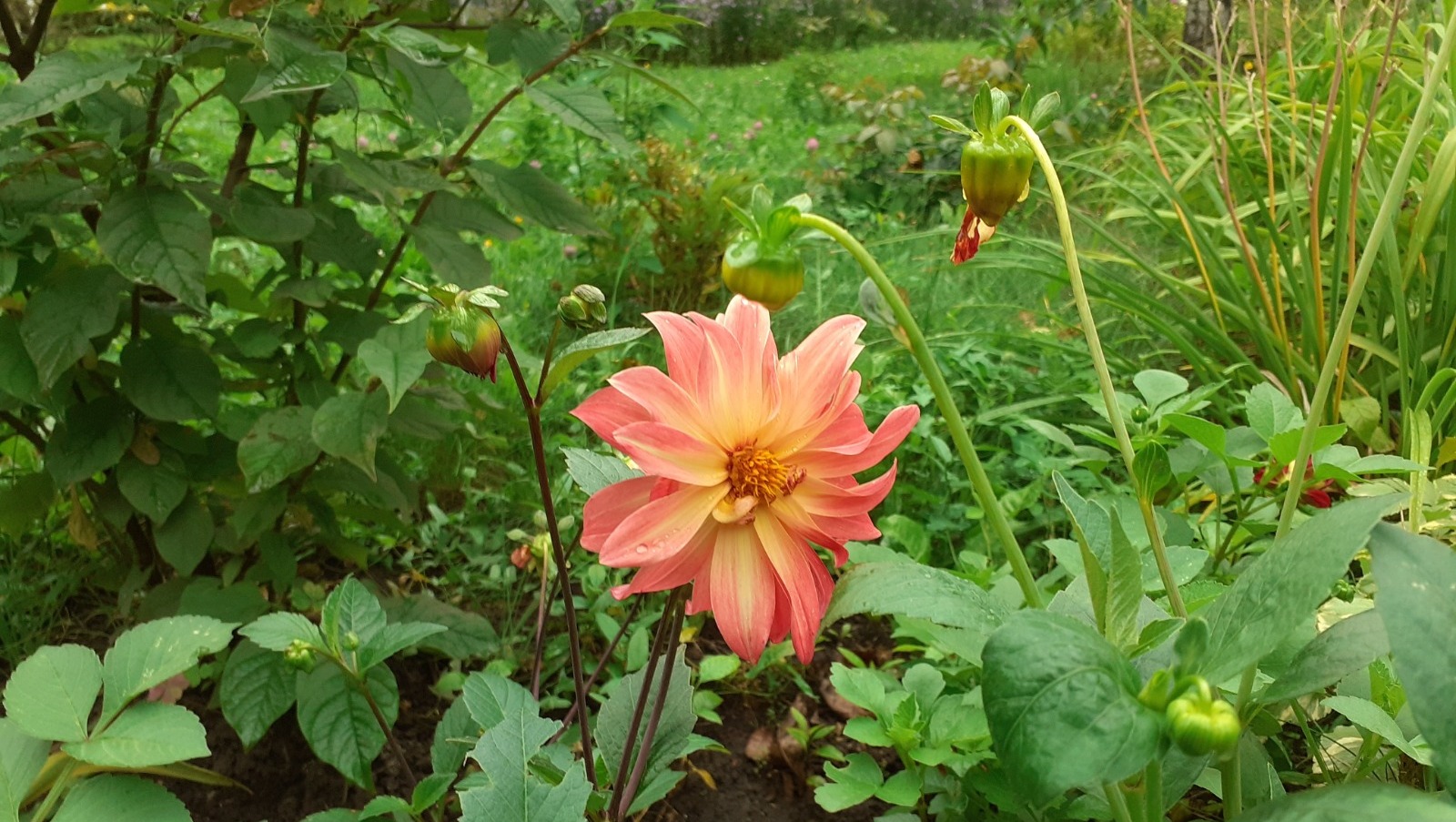 Владимира Шакиева.