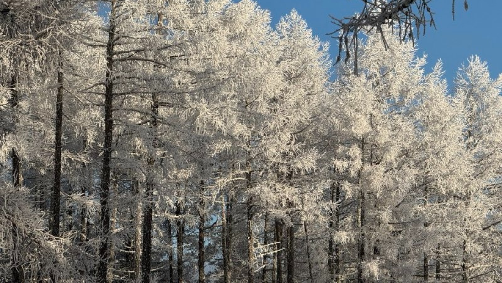 Елены Колоколовой. «Общественная электронная газета».