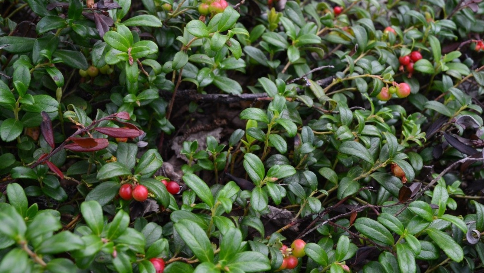 Владимира Шакиева.