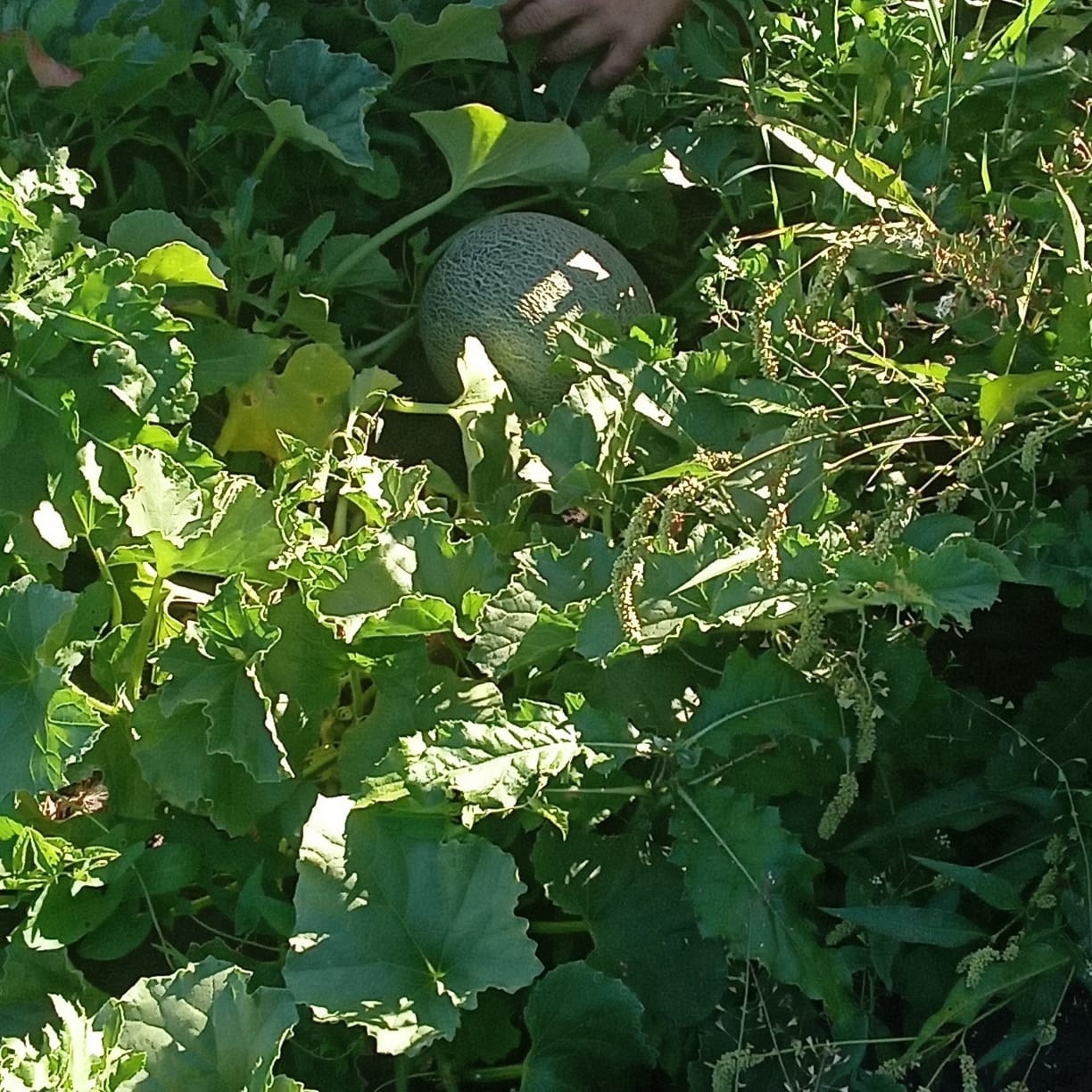 предоставлено Онаром Валикаевым.