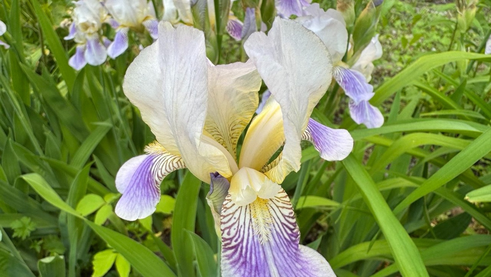 Елены Колоколовой.