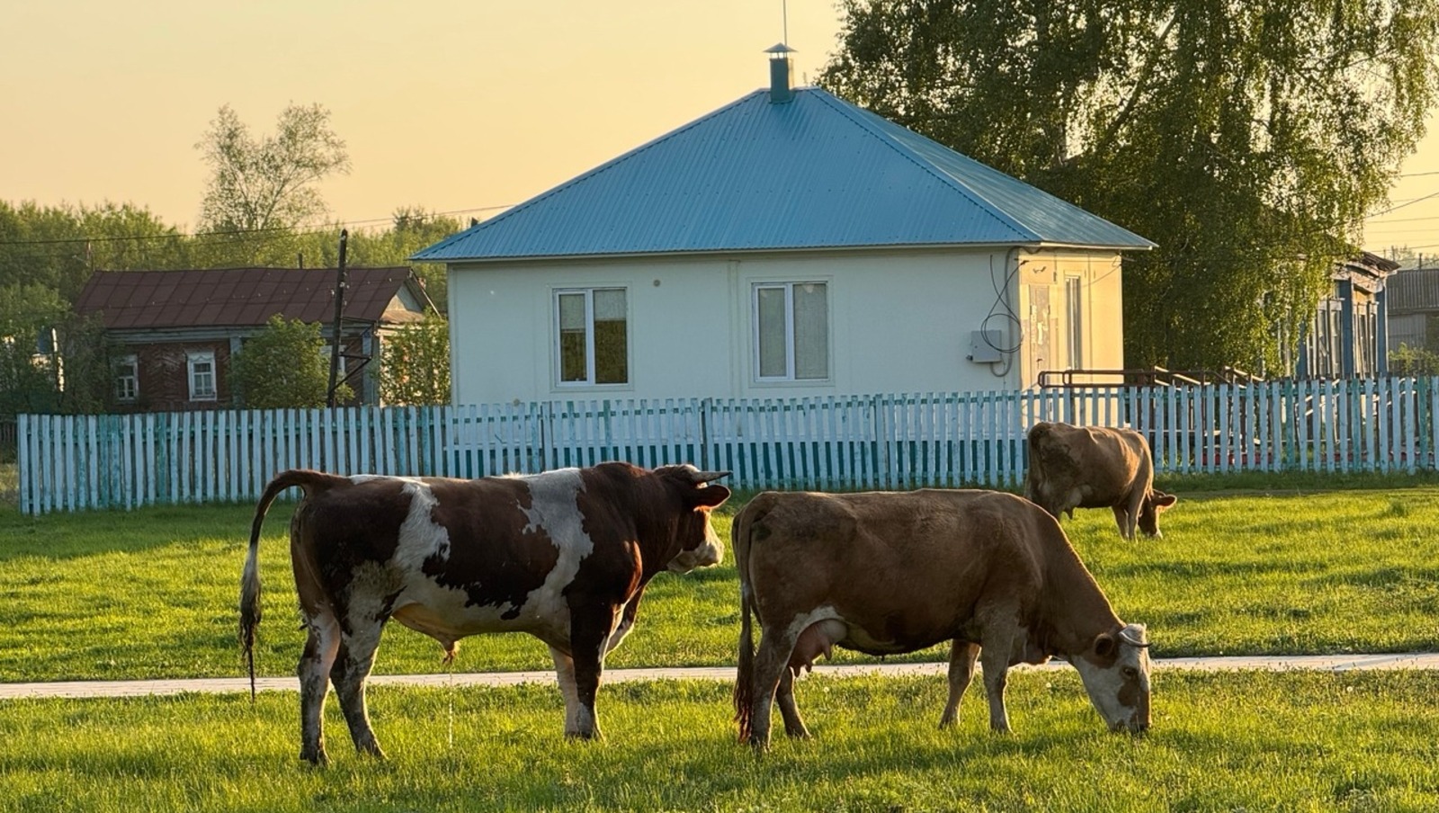 Елены Колоколовой.  «Общественная электронная газета».