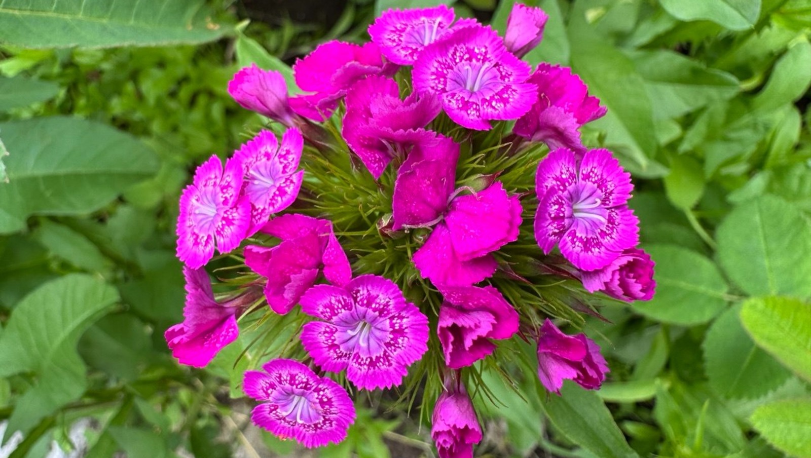 Елены Колоколовой.