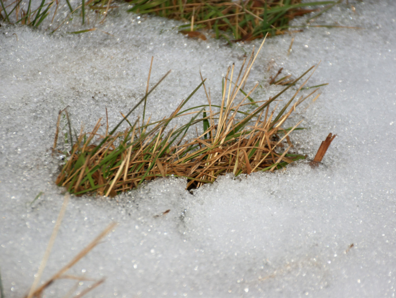 Фото Елены Колоколовой.