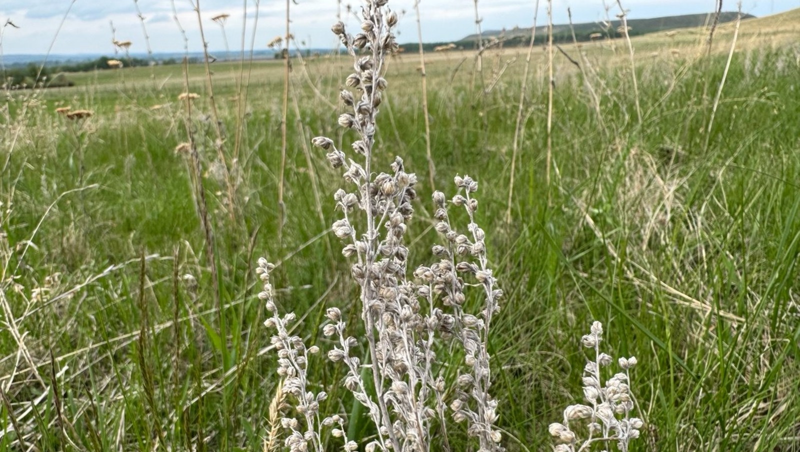 Елены Колоколовой.