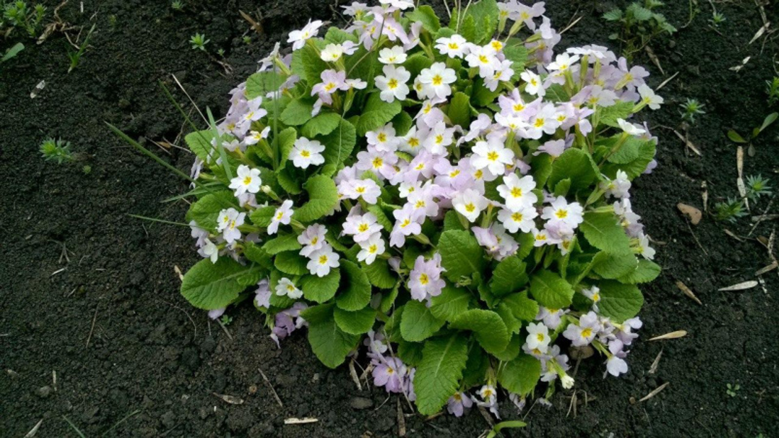 Фото автора.