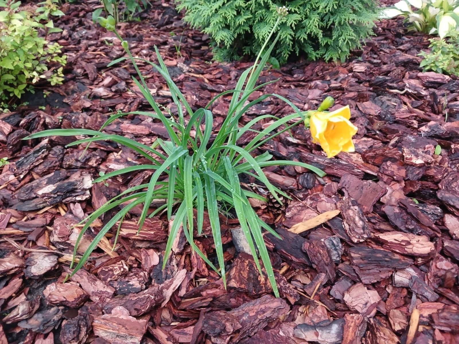 Васили Саитовой.