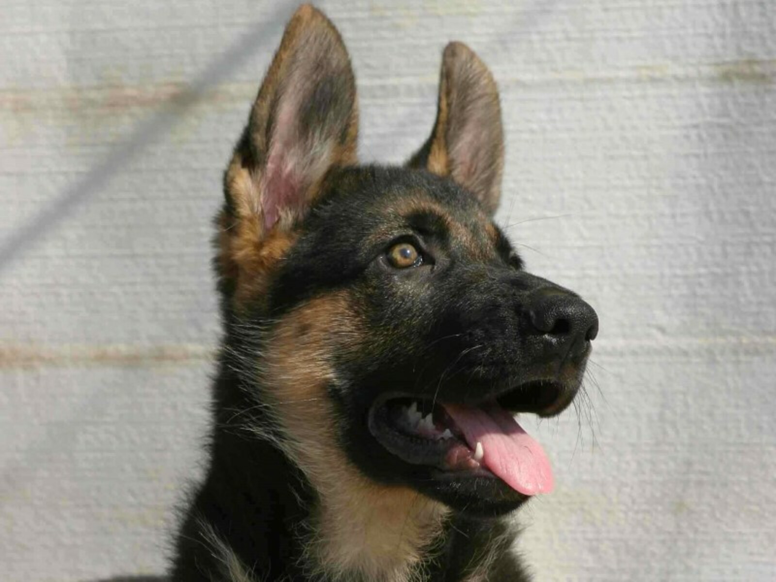 Фото Андрея Старостина.