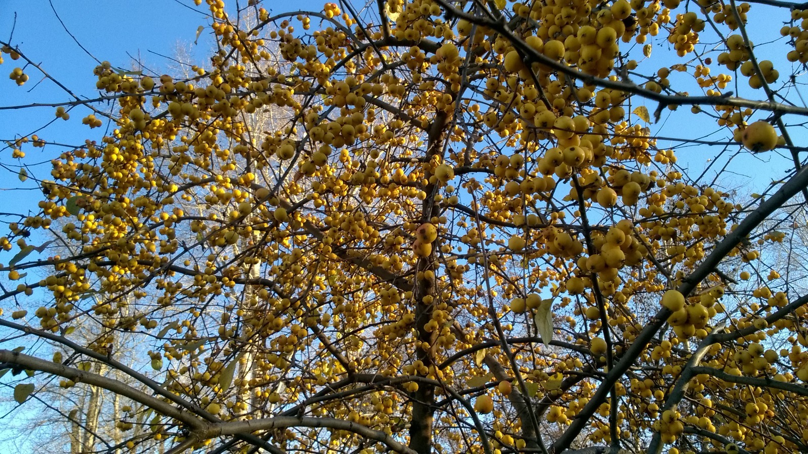 Дарьи Святохиной. «Общественная электронная газета».