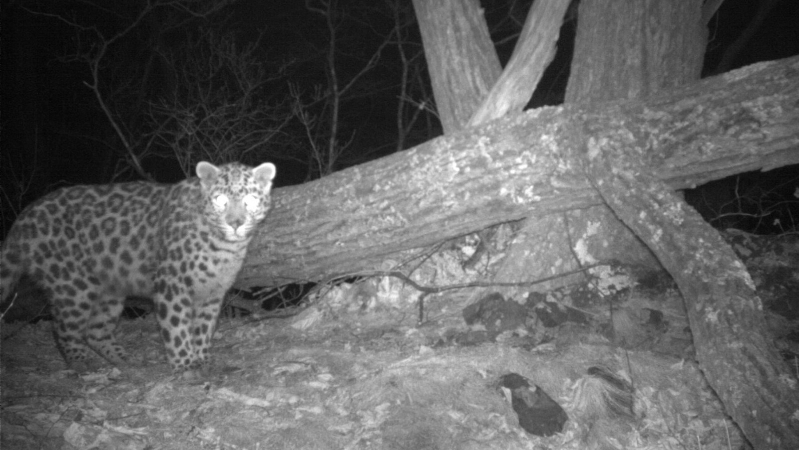 "Земли леопарда" фото предоставлены пресс-службой "Земли леопарда"
