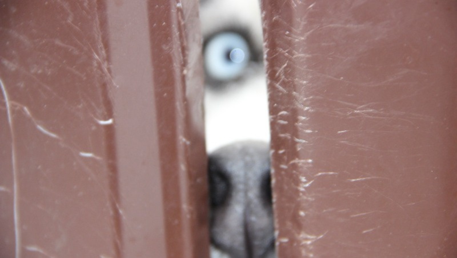 Елены Колоколовой.