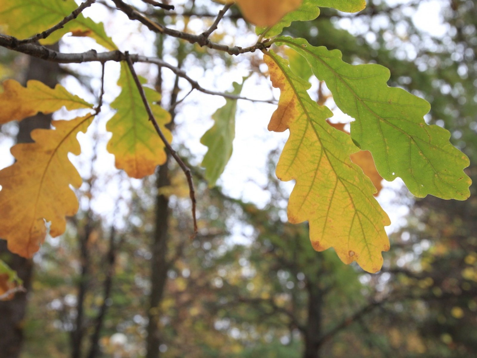 Фото Олега Яровикова.