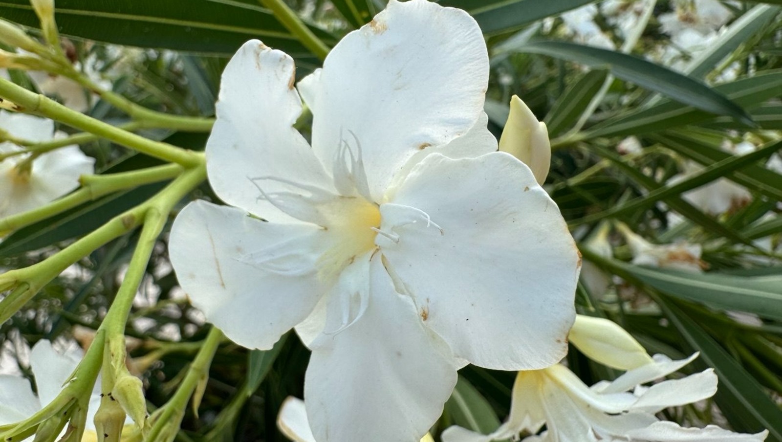 Елены Колоколовой.