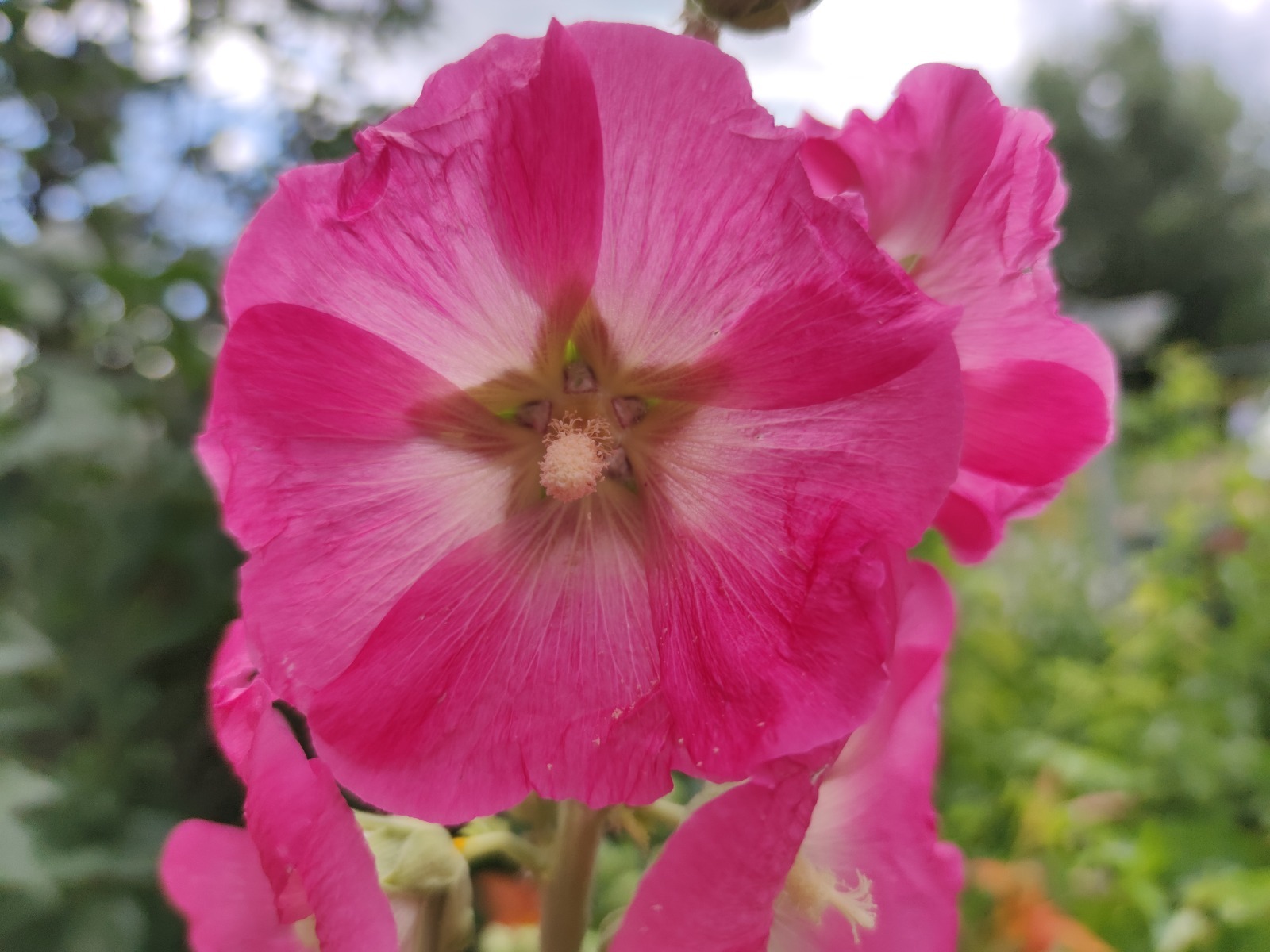 Дарьи Святохиной.