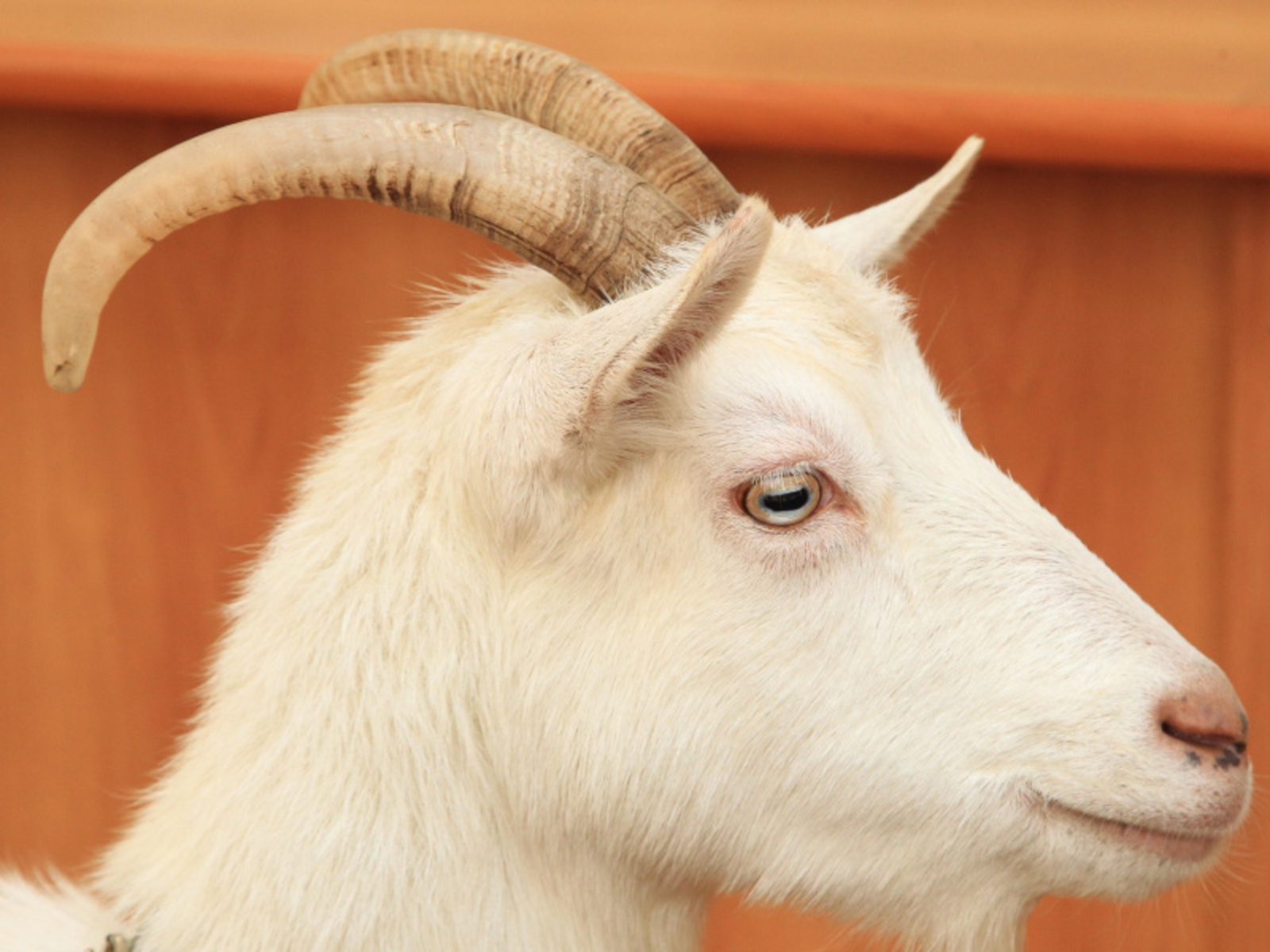 Фото Олега Яровикова.