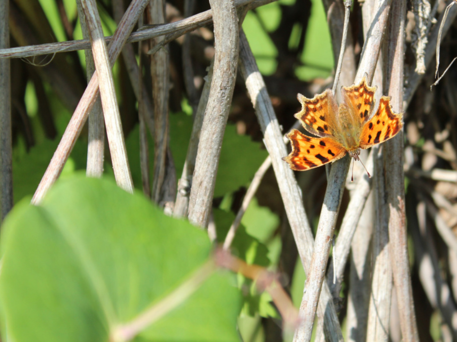 Фото автора.