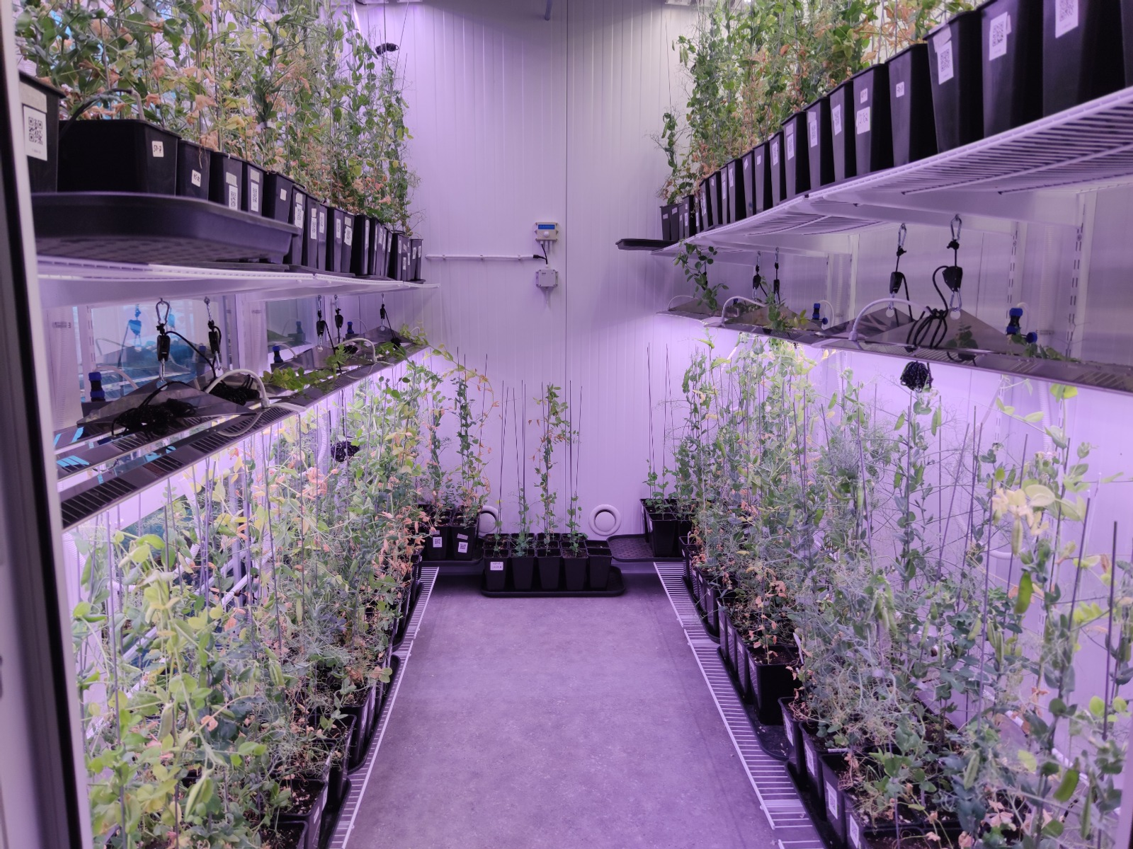 Дарьи Святохиной. «Общественная электронная газета».