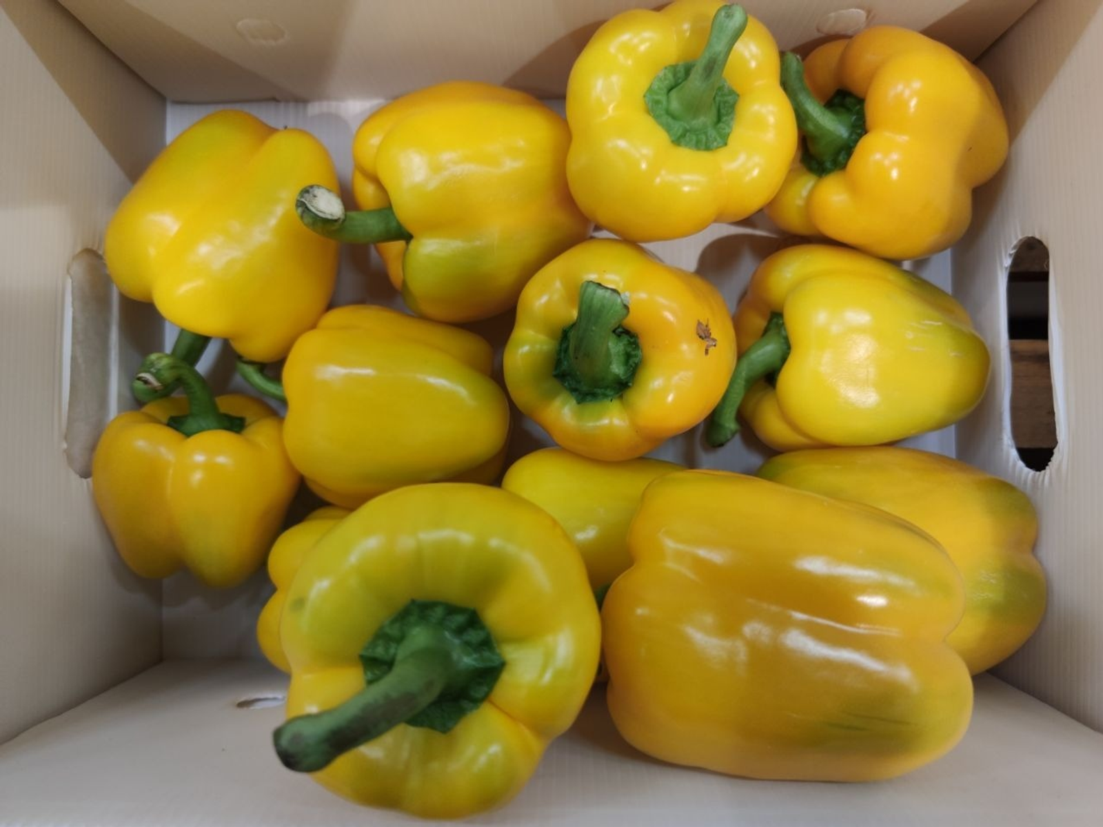 Дарьи Святохиной. «Общественная электронная газета».