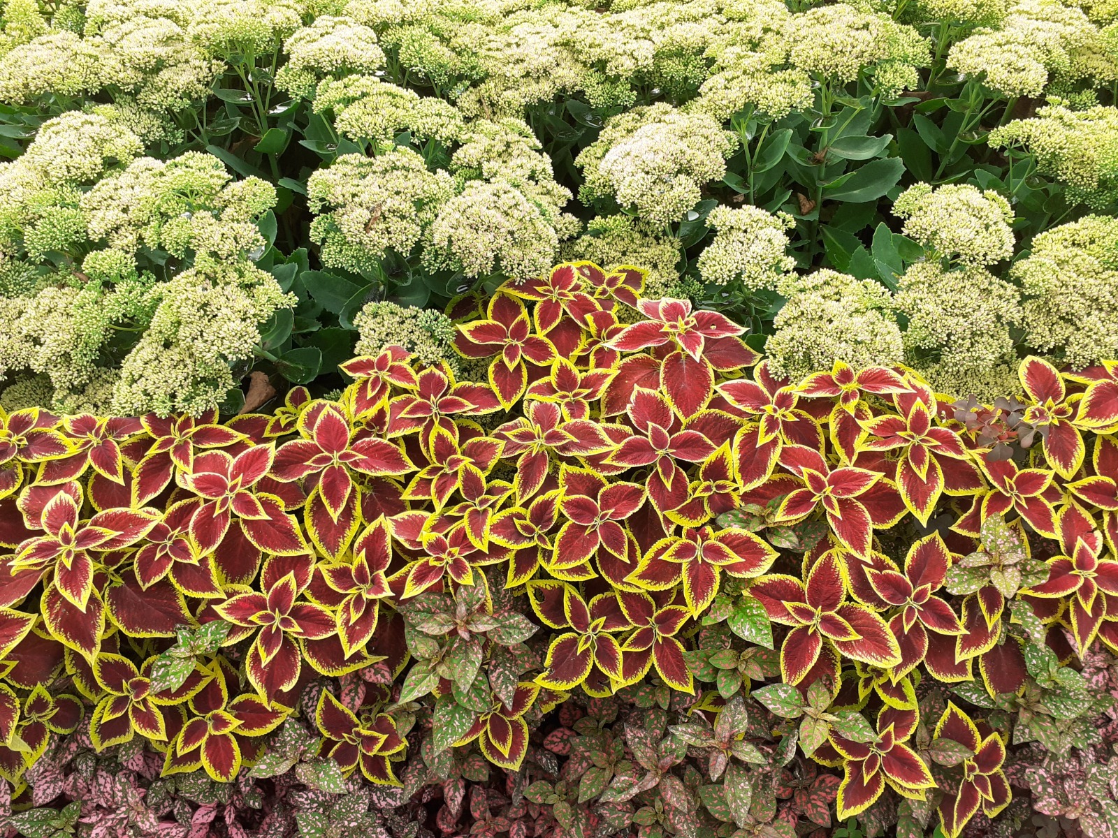 Владимира Шакиева.