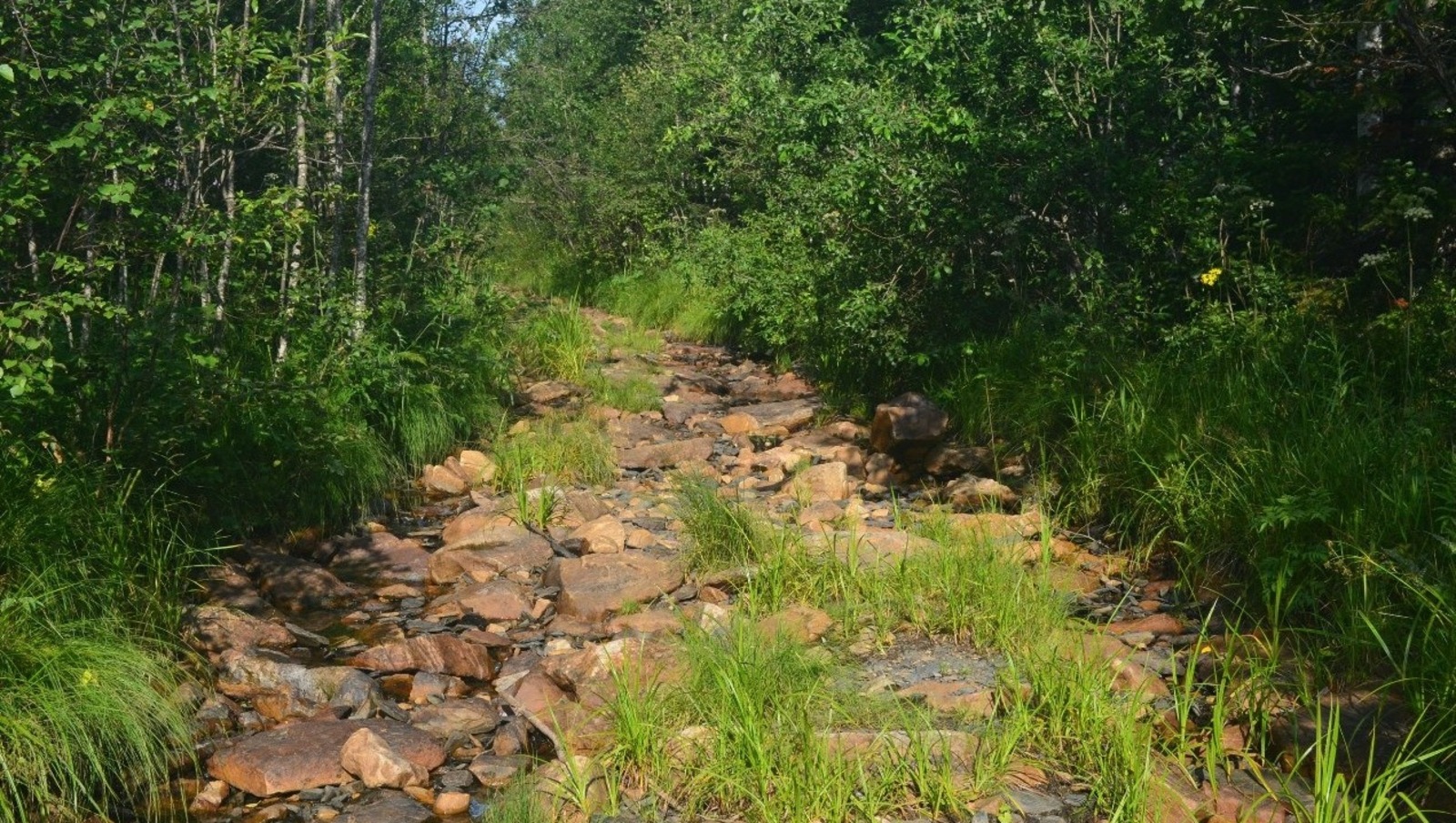 Владимира Шакиева.